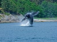 Whale Watching Excursion Alaska – Princess Cruises