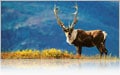 Caribou Caribou roam the Arctic tundra in Alaska