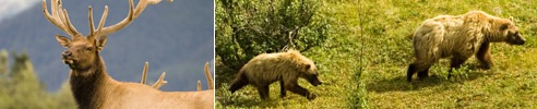alaska_wildlife.jpg