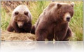 Two black bear