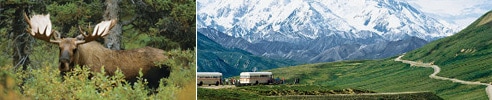 Denali National Park Tours - Princess Cruises