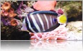 The Great Barrier Reef