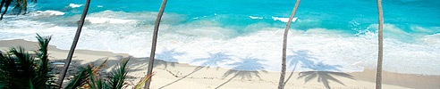 Palm Trees Reaching to the Caribbean Sea