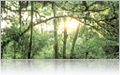 Rainforest in Puntarenas, Costa Rica