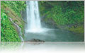Rainforest in Puntarenas, Costa Rica