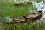 Amazon Cruise Sites