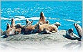 Wildlife of Cape Horn
