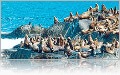 Wildlife on Cape Horn & Strait of Magellan