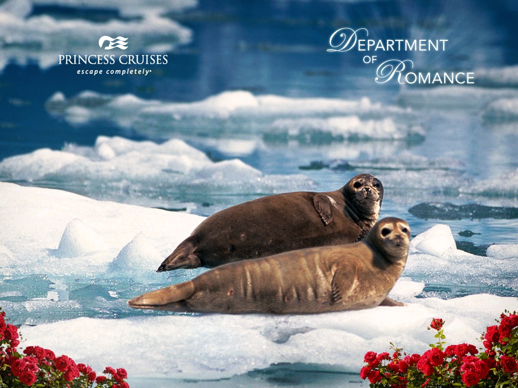 Cuddling Seals