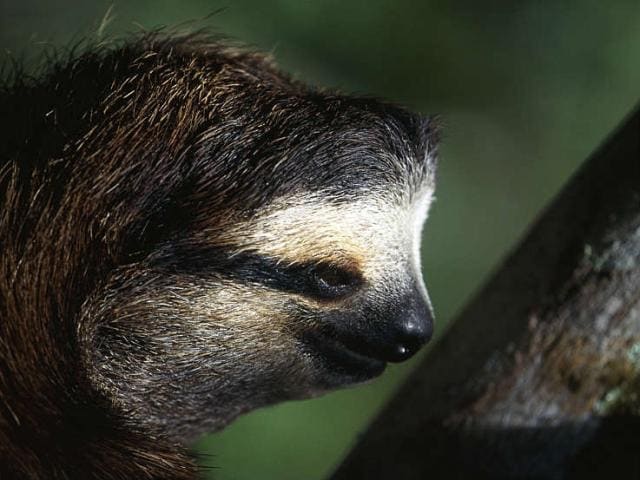 Close-up shot of a sloth climbing in a tree in Costa Rica.
