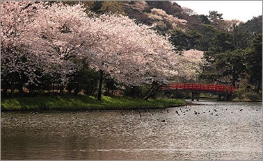 環遊日本與夏季節慶 15天