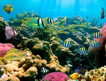 巴拿馬運河&太平洋COast 24天