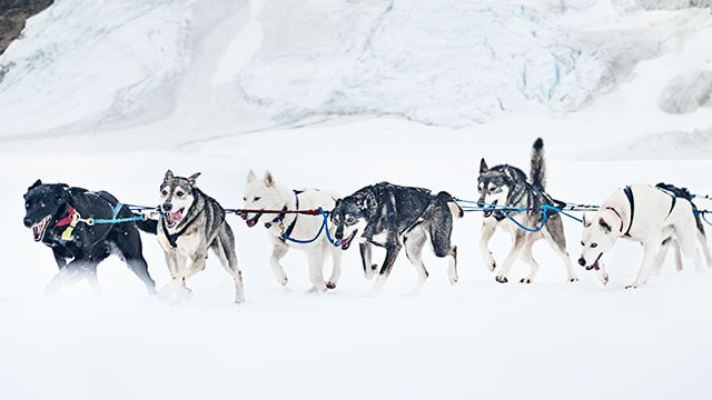 Dog Sledding In Alaska, Experience Mushing Like An…