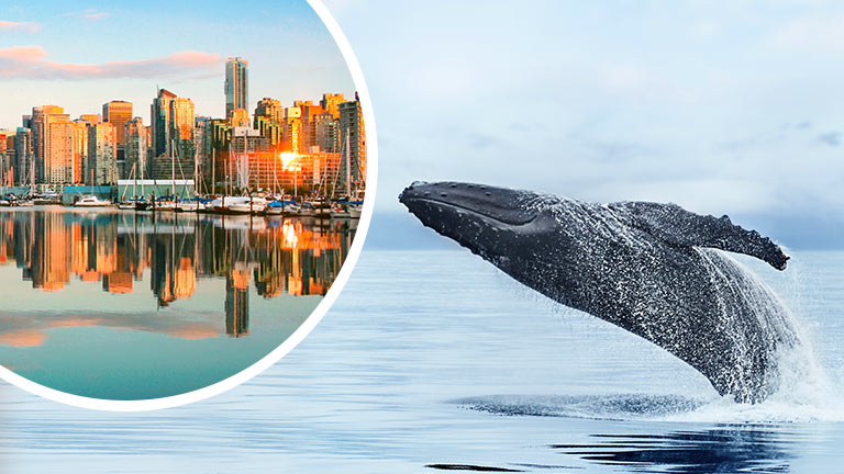 A whale breaching the water on a Voyage of the Glaciers Grand Adventure cruise to Alaska from Vancouver