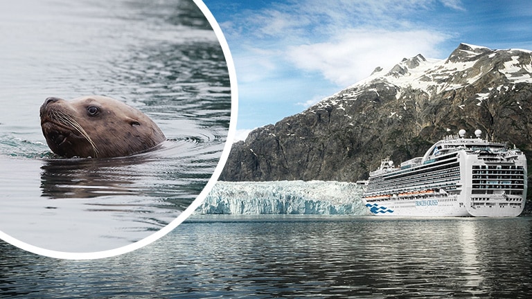 A Princess cruise on voyage of the glaciers in Alaska