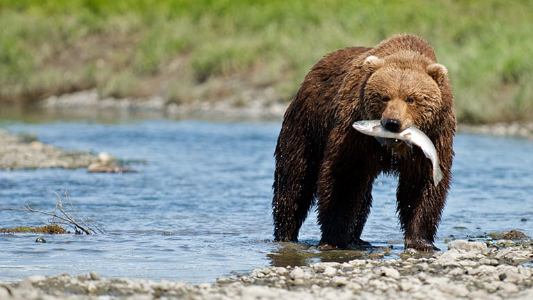 Alaska wildlife experience: A grizzly bear catching a fish