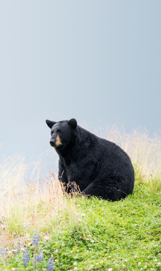 An Alaskan black bear