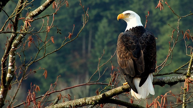 Bald eagle perched on a tree branch