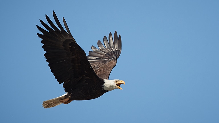 Bald eagle mid-flight