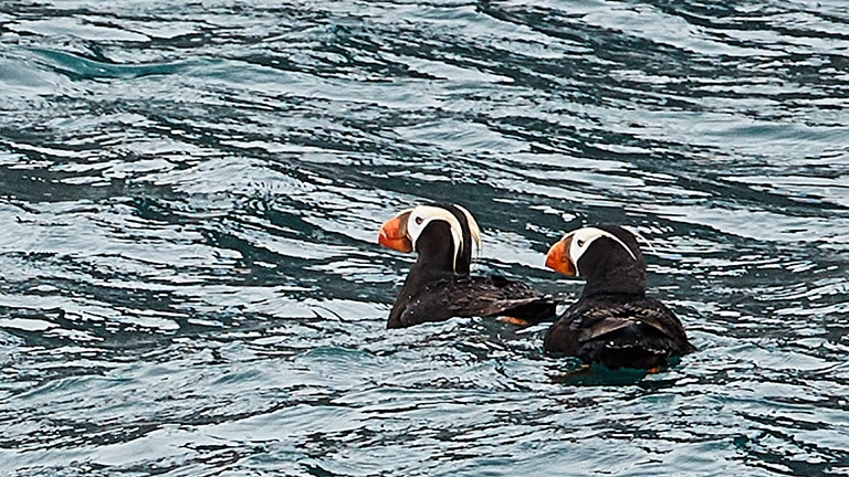 Two puffins swimming 