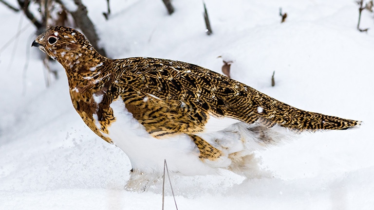 A willow ptarmigan in the snow