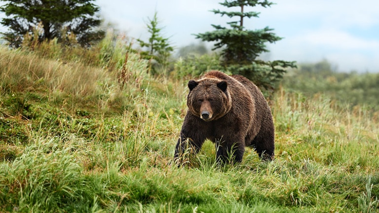 Alaskan grizzly bear on a hillside