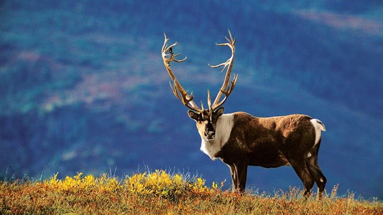 Caribou on a mountain ridge in Alaska