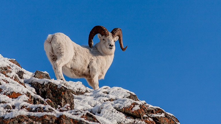 Dall Sheep on a rocky cliffside