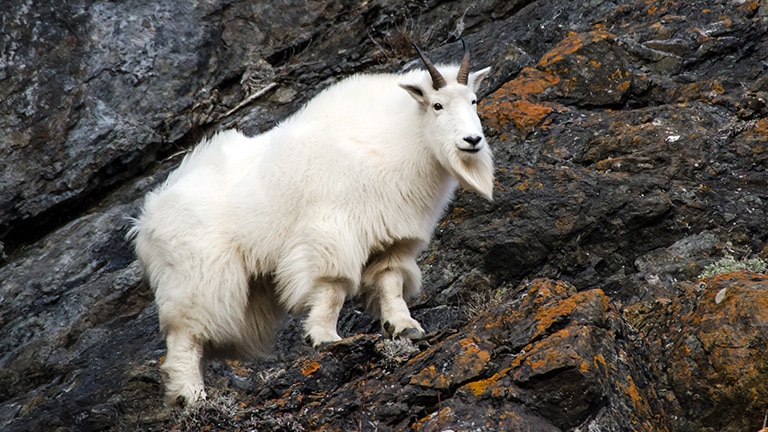 Mountain goat on a rocky mountain slope