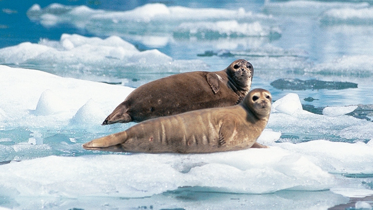 Two harbour seals lounging on an ice flow