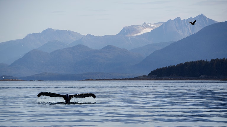 The tail of a whale visible as it begins to dive below the waters of Alaska