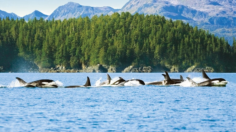 Alaska Wildlife - Alaska Animals & Marine Life - Princess Cruises