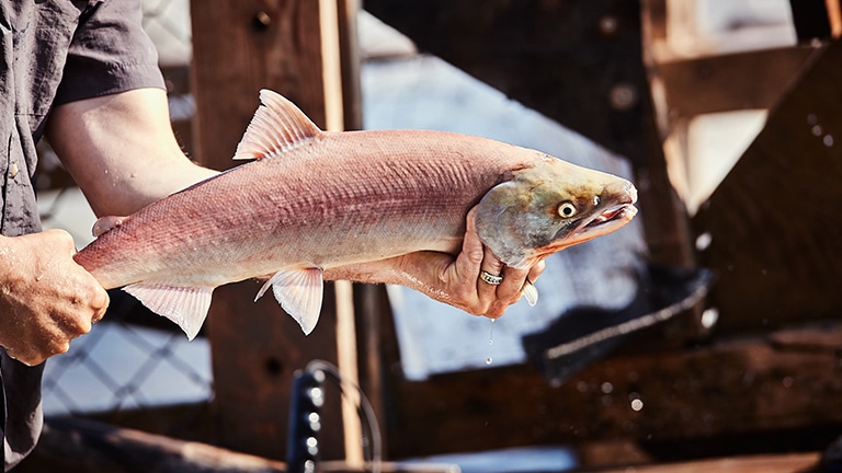 An Alaskan salmon held by a fisherman