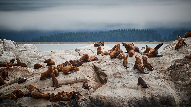 Colony of sea lions on boulders in Glacier Bay National Park