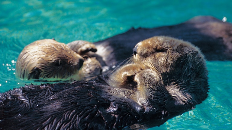 Two sea otters floating together