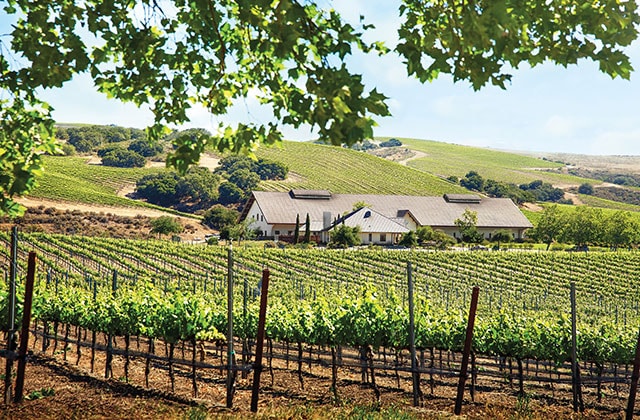 vineyard amongst the rolling hills of California wine country
