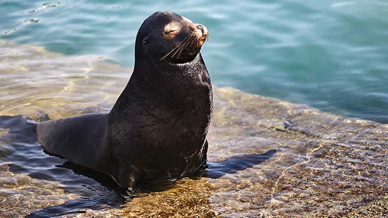 a sea lion basking in the sun