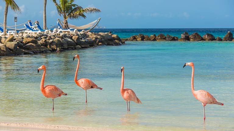 Flamingos in the water on a southern Caribbean cruise 
