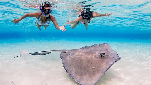 Snorkeling with a stringray on a winter Bahamas cruise