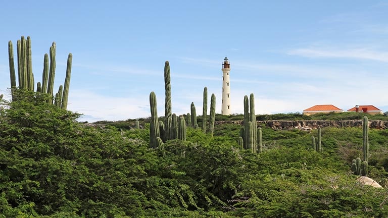 lighthouse and cacti along the coast
