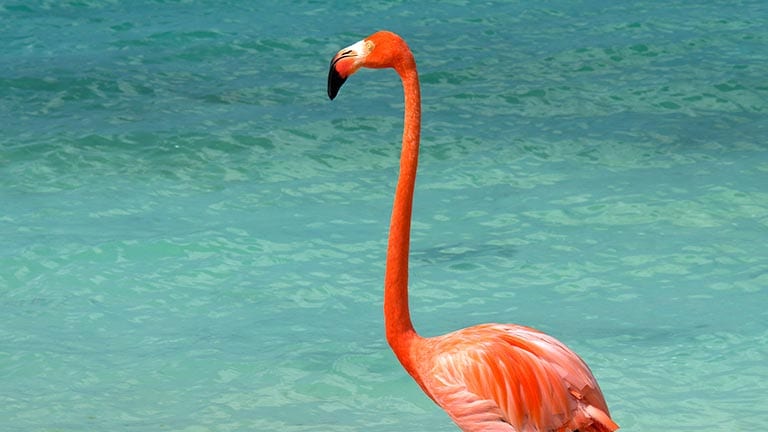 lone flamingo