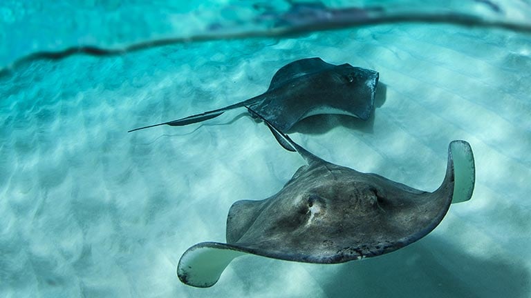 stingrays swimming underwater
