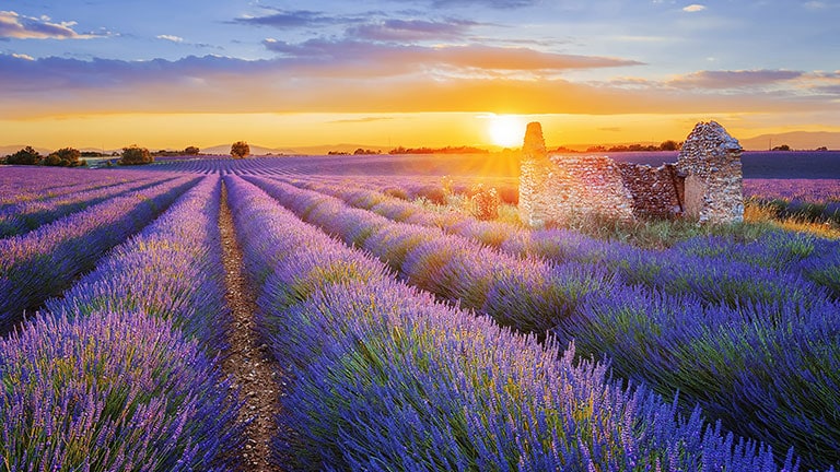 A lavender field in Provence, France on a Mediterranean cruise