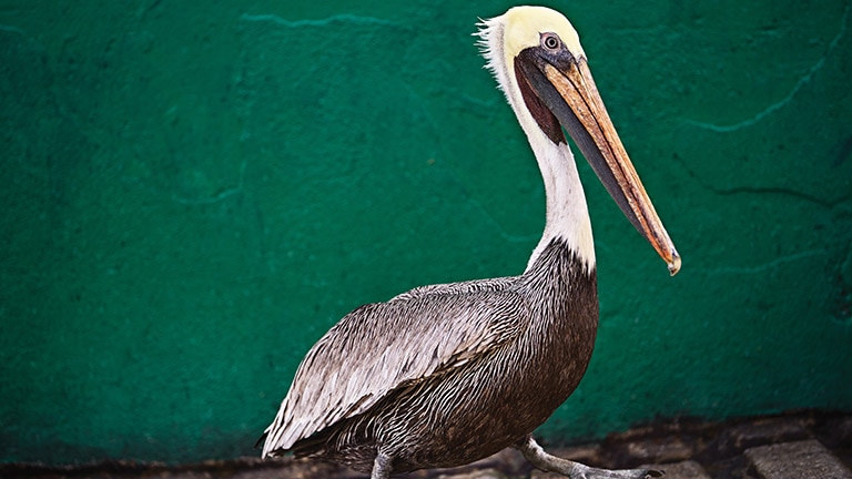pelican