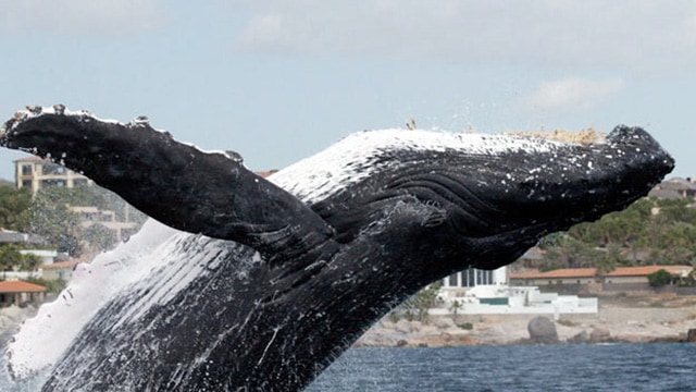 whale breaching