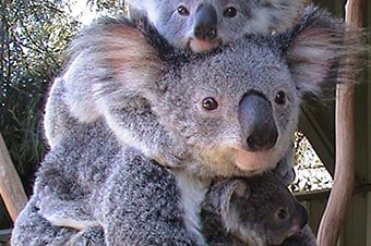 Lone Pine Koala Sanctuary - Whilst the Tasmanian devil may look