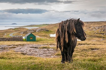 shore excursions lerwick shetland islands