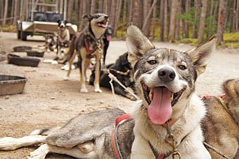 Sled Dog and Musher's Camp Excursion