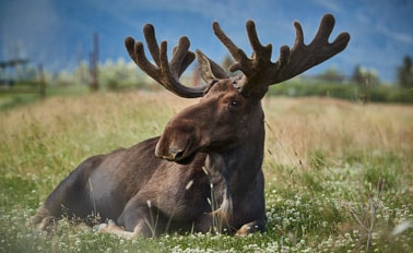 阿拉斯加州丹奈利探險家之旅-行程BA3 8天