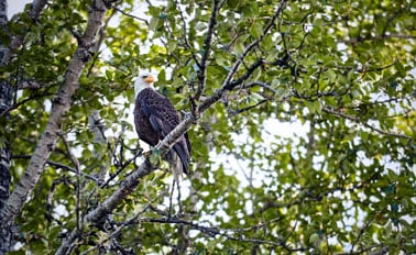 阿拉斯加州丹奈利探險家之旅-行程JA5 8天